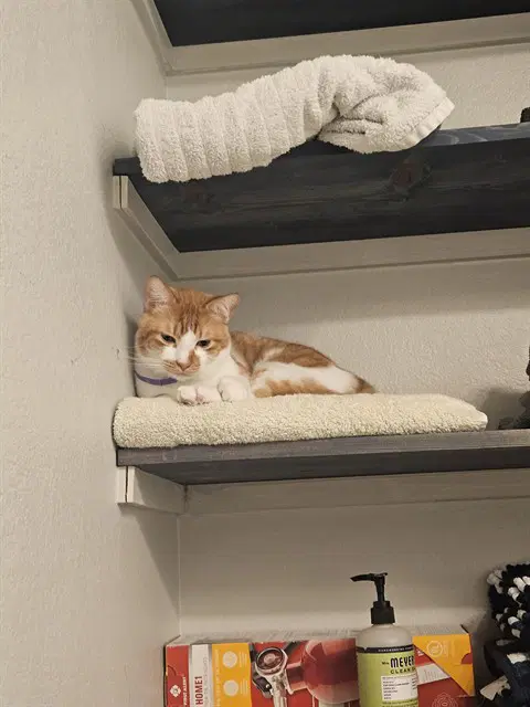 Hilo - Domestic Medium Hair