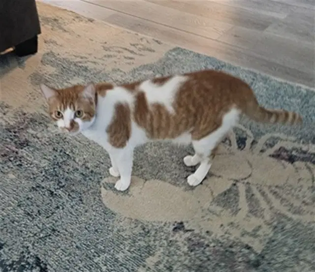 Hilo - Domestic Medium Hair