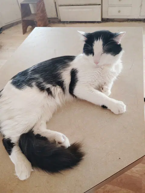 Alvey - Domestic Short Hair
