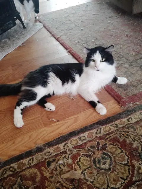 Rudy image 1