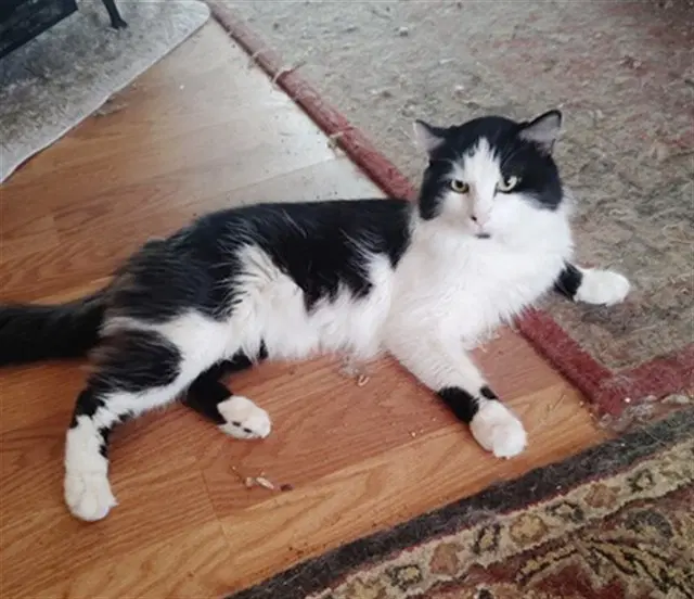Rudy - Domestic Medium Hair