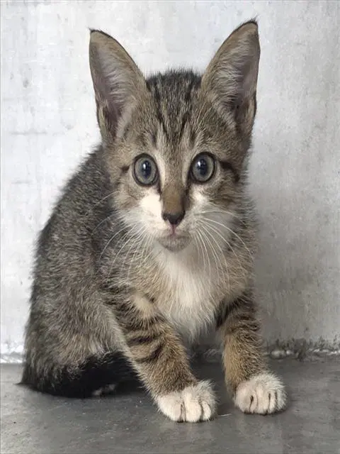 Unknown - Domestic Short Hair