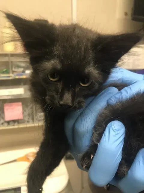 Unknown - Domestic Long Hair
