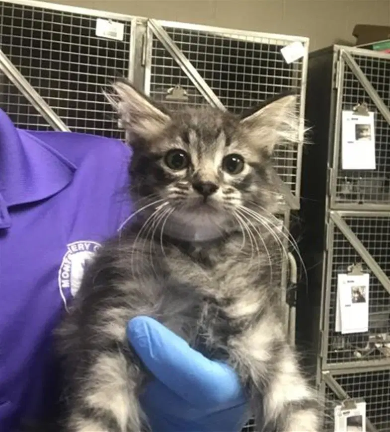 Unknown - Domestic Long Hair