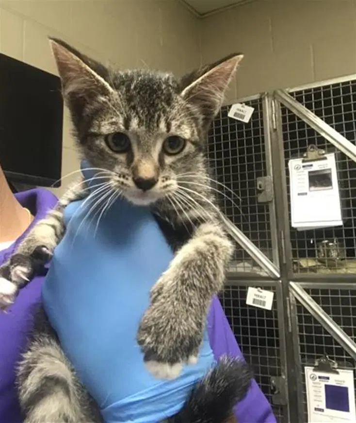Unknown - Domestic Short Hair