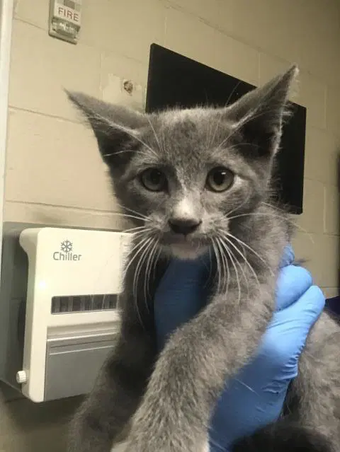 Unknown - Domestic Short Hair