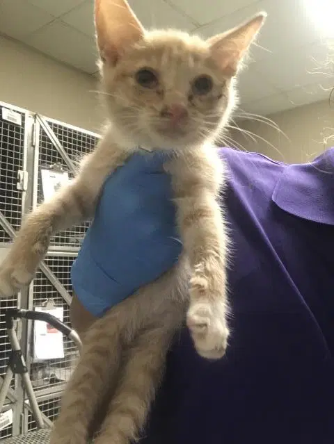 Unknown - Domestic Short Hair