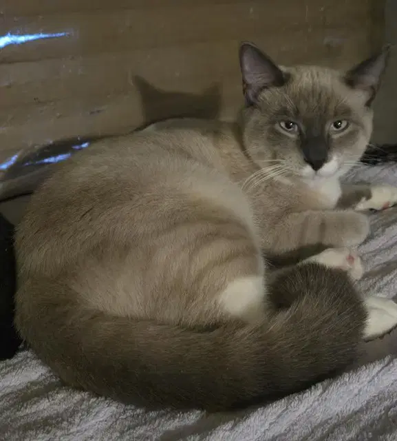 Jonesy - Siamese