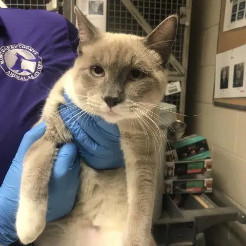 Jonesy - Siamese