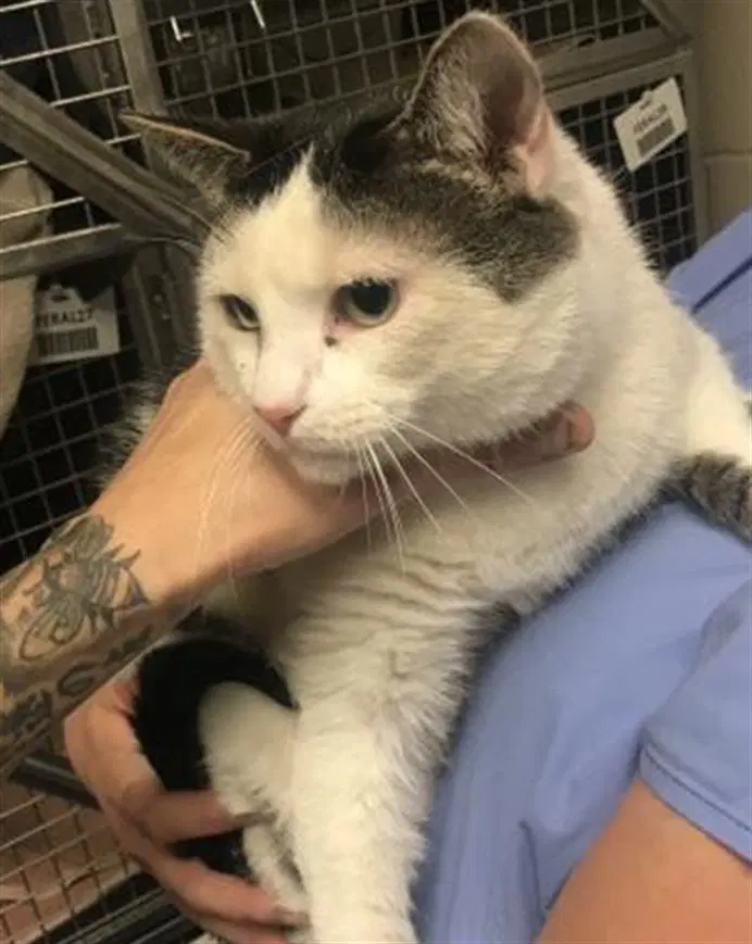Boogie - Domestic Short Hair