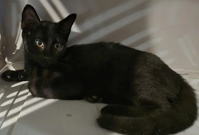 Jasmin - Domestic Short Hair