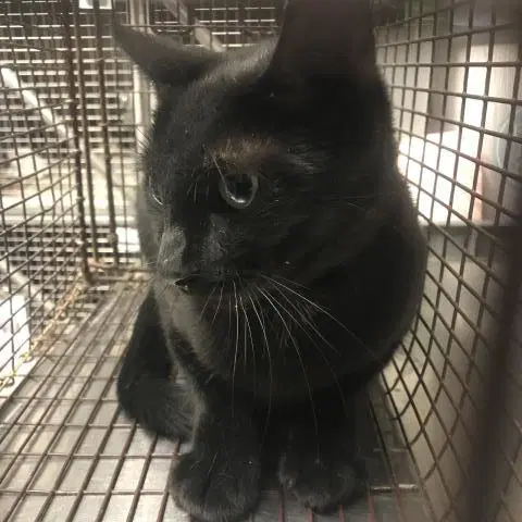 Jasmin - Domestic Short Hair