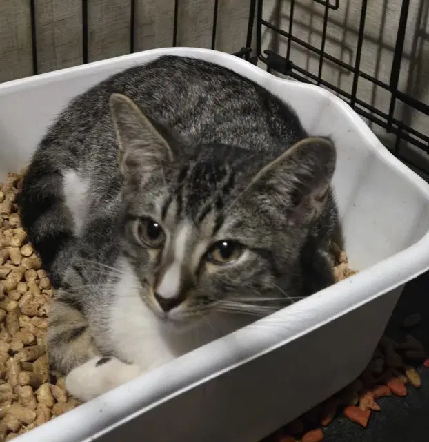 Scottie - Domestic Short Hair