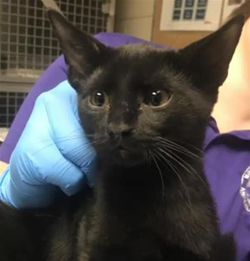 Unknown - Domestic Short Hair