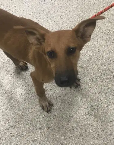 Unknown - Labrador Retriever