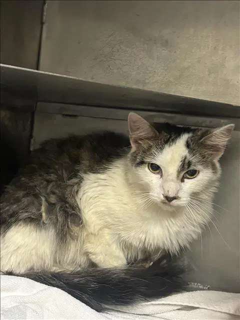 Oliver - Domestic Short Hair