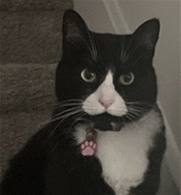 PETUNIA