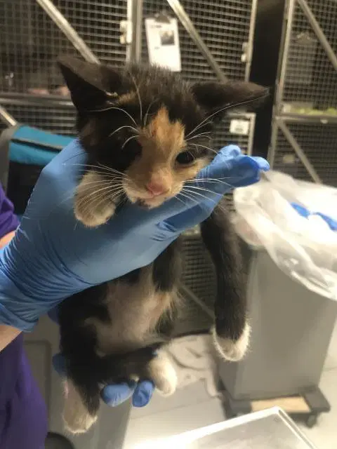 Gizmo - Domestic Short Hair