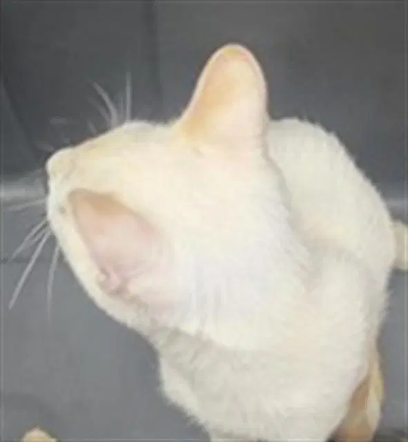 Unknown - Domestic Short Hair