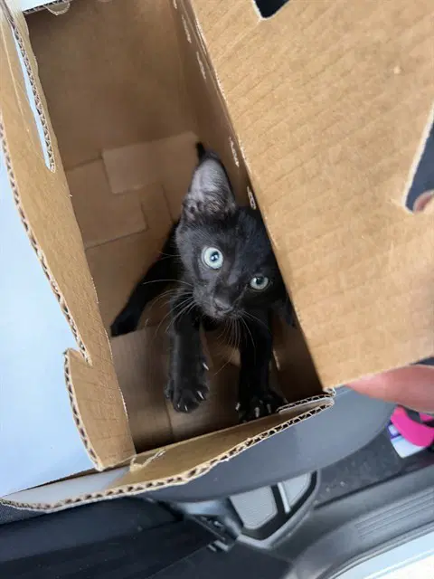Unknown - Domestic Short Hair