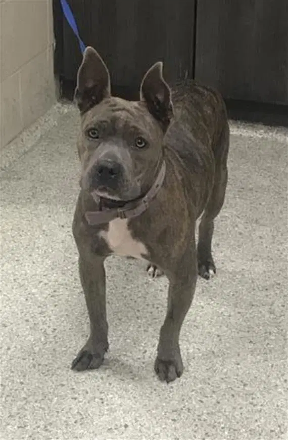 Max - American Pit Bull Terrier