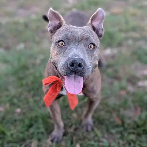 Max - American Pit Bull Terrier