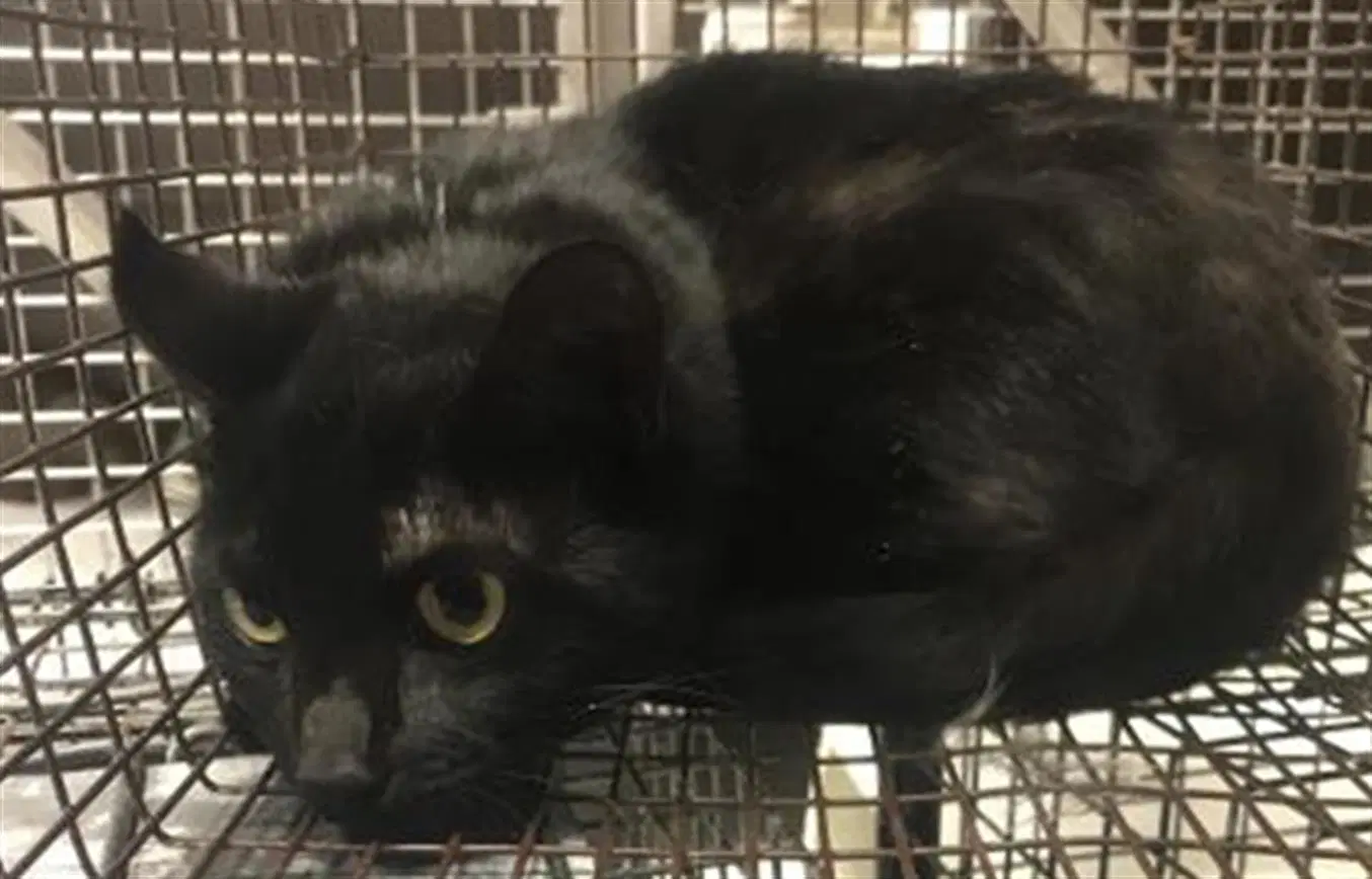 Oliver - Domestic Short Hair