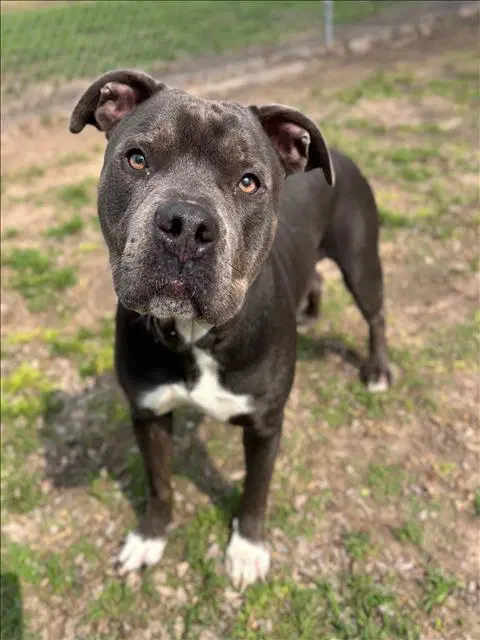 Champ - Pit Bull Terrier