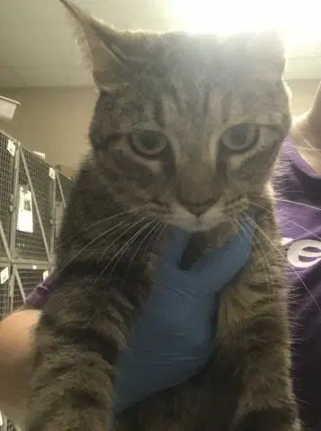 Sprinkles - Domestic Short Hair