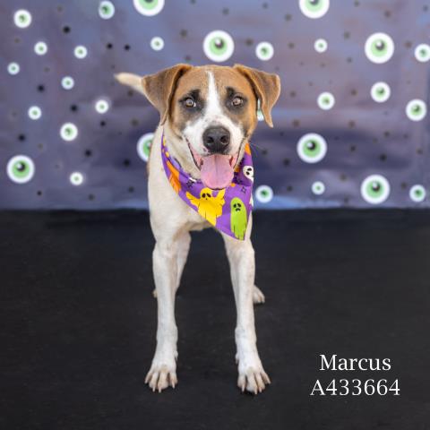 MARCUS