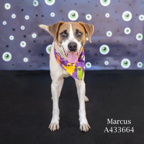 Marcus - Labrador Retriever