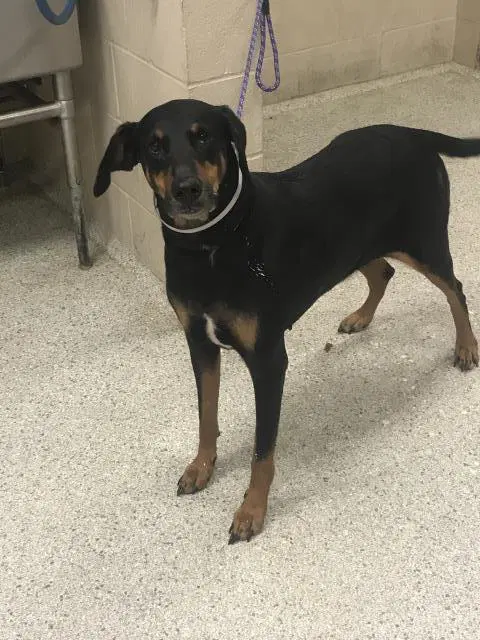 Peggy - Doberman Pinscher