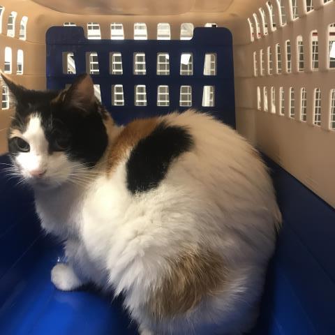 Miel
