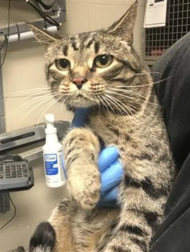 Olivia - Domestic Short Hair