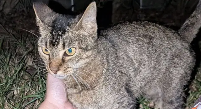 Tiny - Domestic Short Hair