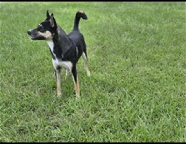 Charlotte - Siberian Husky