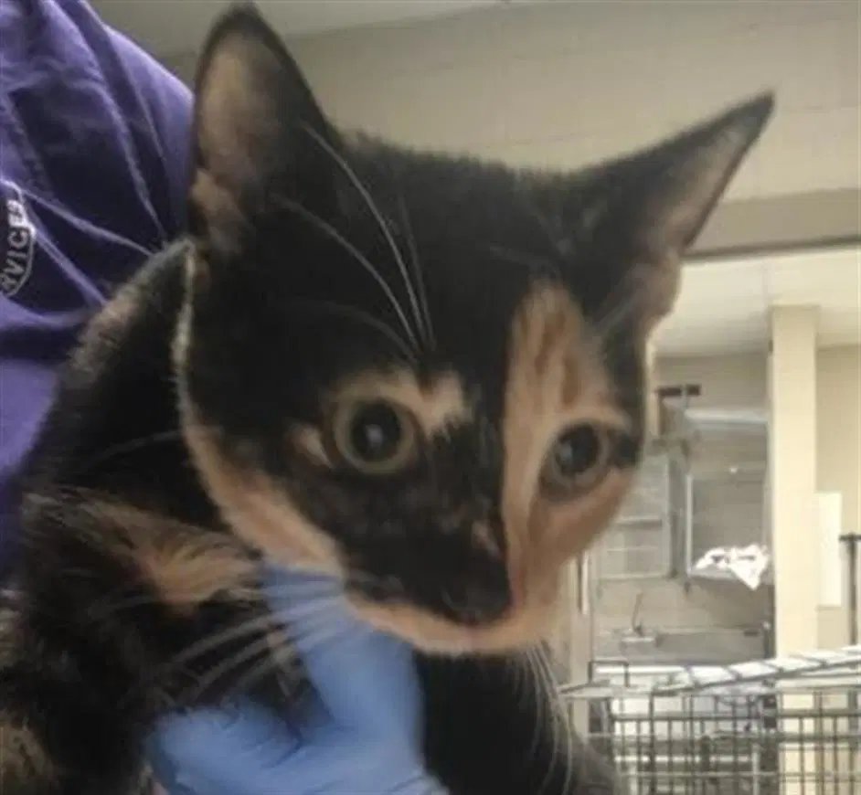 Unknown - Domestic Short Hair