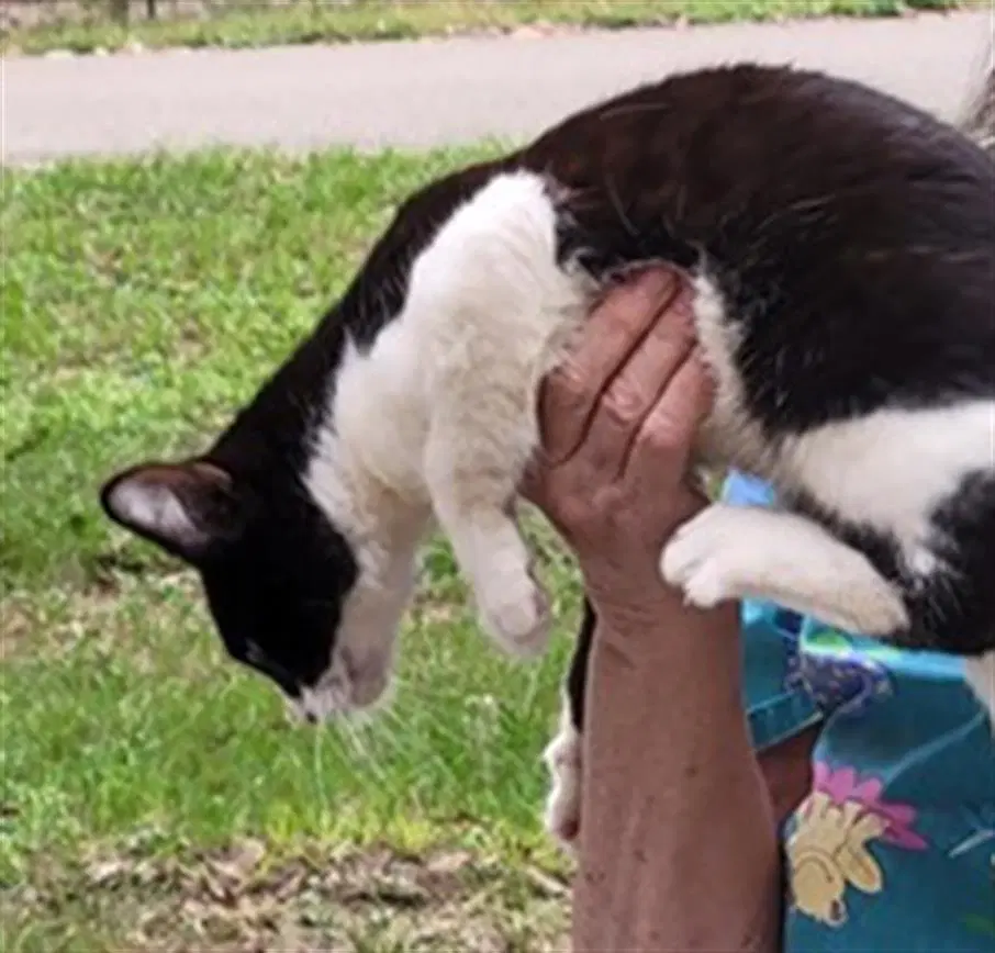 Bobo - Domestic Short Hair