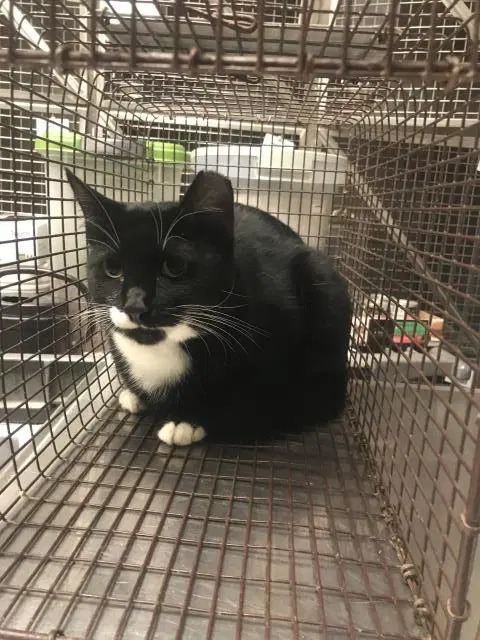 Tuxie - Domestic Short Hair