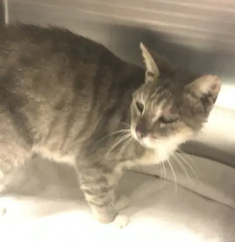 Ricky - Domestic Short Hair