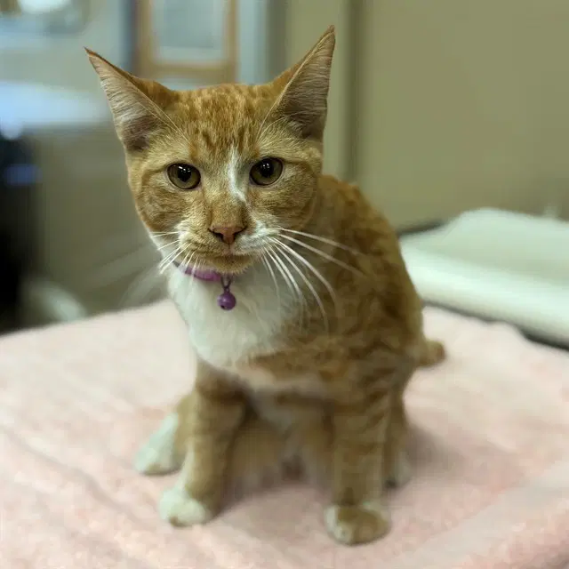 Dodger - Domestic Short Hair