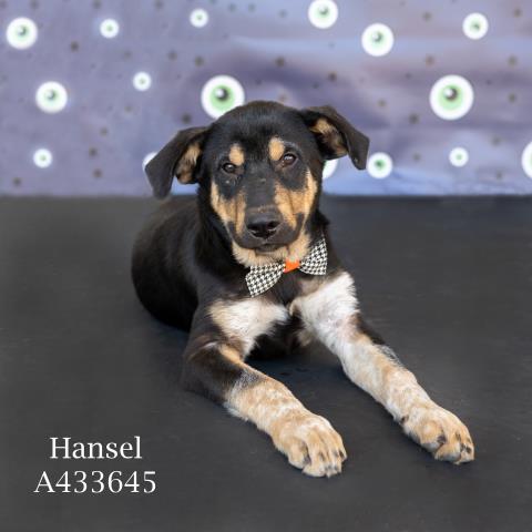 HANSEL