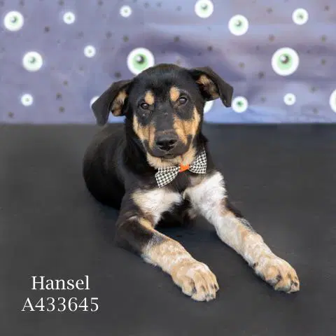 Hansel - German Shepherd Dog