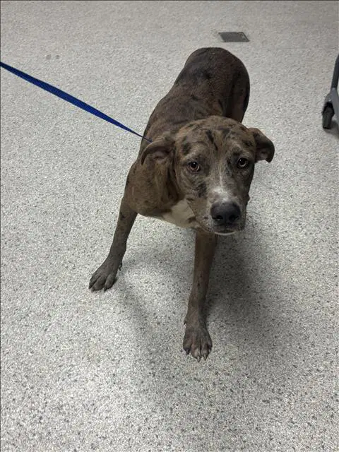 Cyrus - Pit Bull Terrier