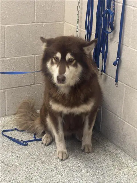 Cowboy - Siberian Husky