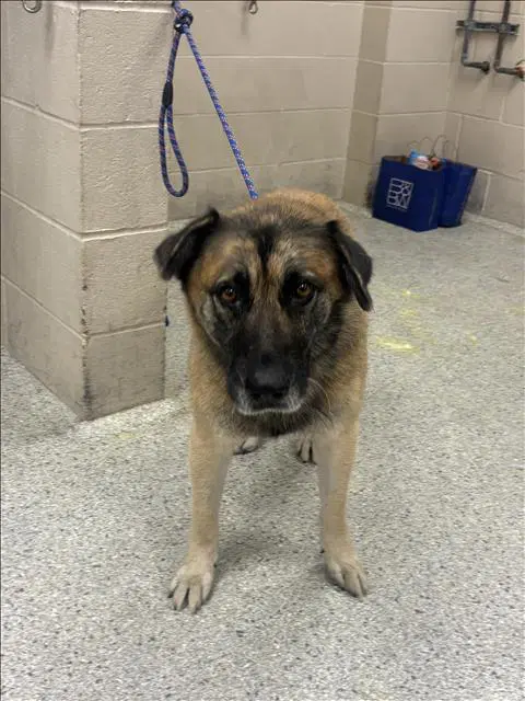 Fig - Anatolian Shepherd