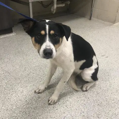 Chloe - Border Collie
