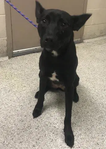 Denver - Belgian Shepherd Malinois