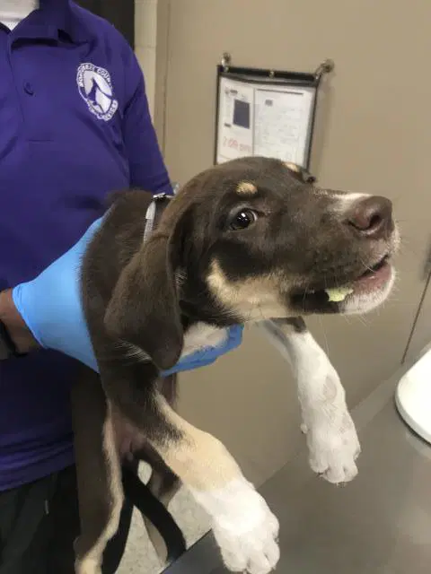 Junebug - Labrador Retriever