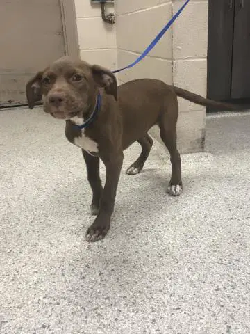 Willow - Labrador Retriever